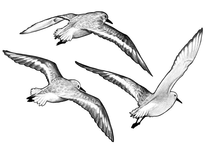 Sanderling Editorial, black-and-white illustration of three sanderlings flying as seen from behind. By Adam Duncan.