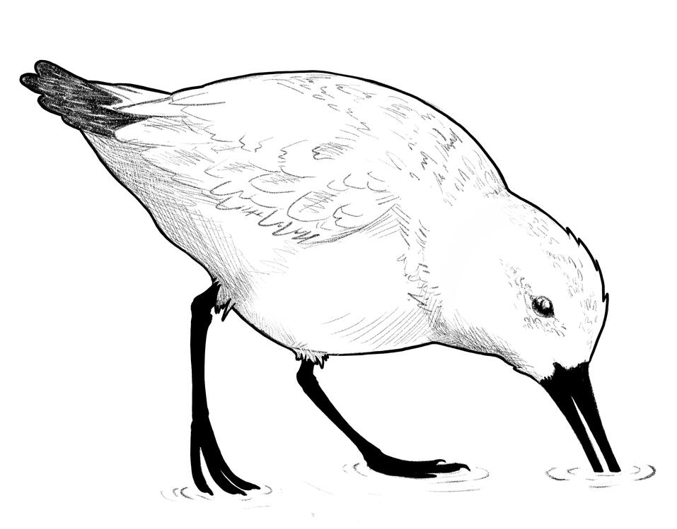 Sanderling Editorial, black-and-white illustration of a sanderling digging for food in the sand. By Adam Duncan.